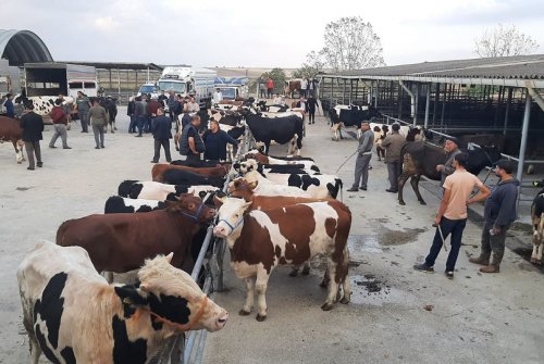 Büyükbaş Canlı Hayvan Pazarımızdan Günaydın, Hayırlı İ̇şler