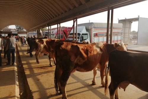 Büyükbaş Canlı Hayvan Pazarımızdan Günaydın, Hayırlı İ̇şler