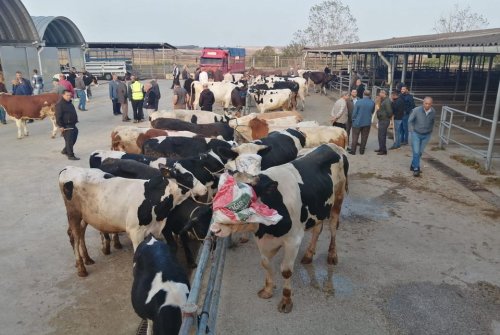 Büyükbaş Canlı Hayvan Pazarımızı Kurduk