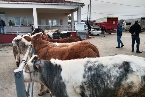 Büyükbaş Canlı Hayvan Pazarımızı Kurduk