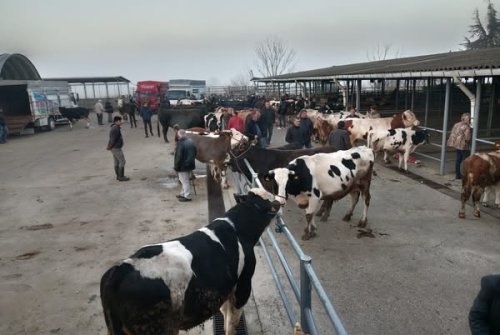 Büyükbaş Hayvan Pazarımızı Kurduk