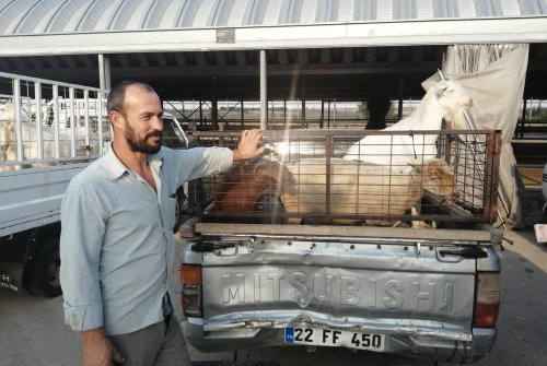 Küçükbaş Hayvandan Pazarımızdan Hayırlı Cumalar, Hayırlı İ̇şler..