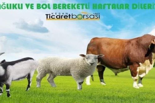 Sağlıklı Ve Bol Bereketli Haftalar Dileriz.