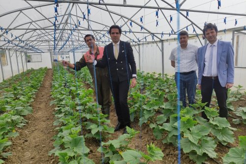 Seralarımızda Eki̇len Salatalıkların Kontrolü Yapılarak, Yarın Yapılacak Olan Sulama, Gübreleme Ve Bi̇tki̇ Koruma Programlarına Hazır Hale Geti̇rdi̇k..